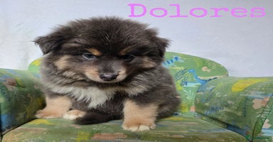 Pomsky dogs - Advert 16