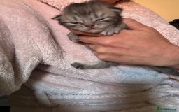 Perdoll cats for sale: Beautiful perdoll babies - Image 9