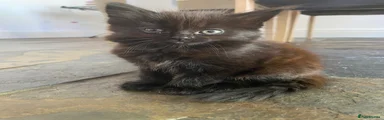 British Longhair 1