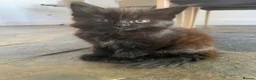 British Longhair cats for sale: British short and long haired mixed kittens  - Advert 3