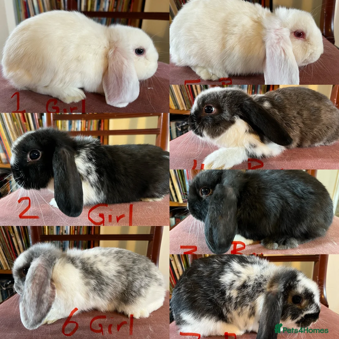 Mini Lop rabbits for sale: Lovely Mini Lop Babies - Advert 1