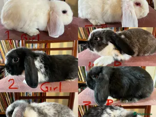 Mini Lop rabbits for sale: Lovely Mini Lop Babies - Advert 1