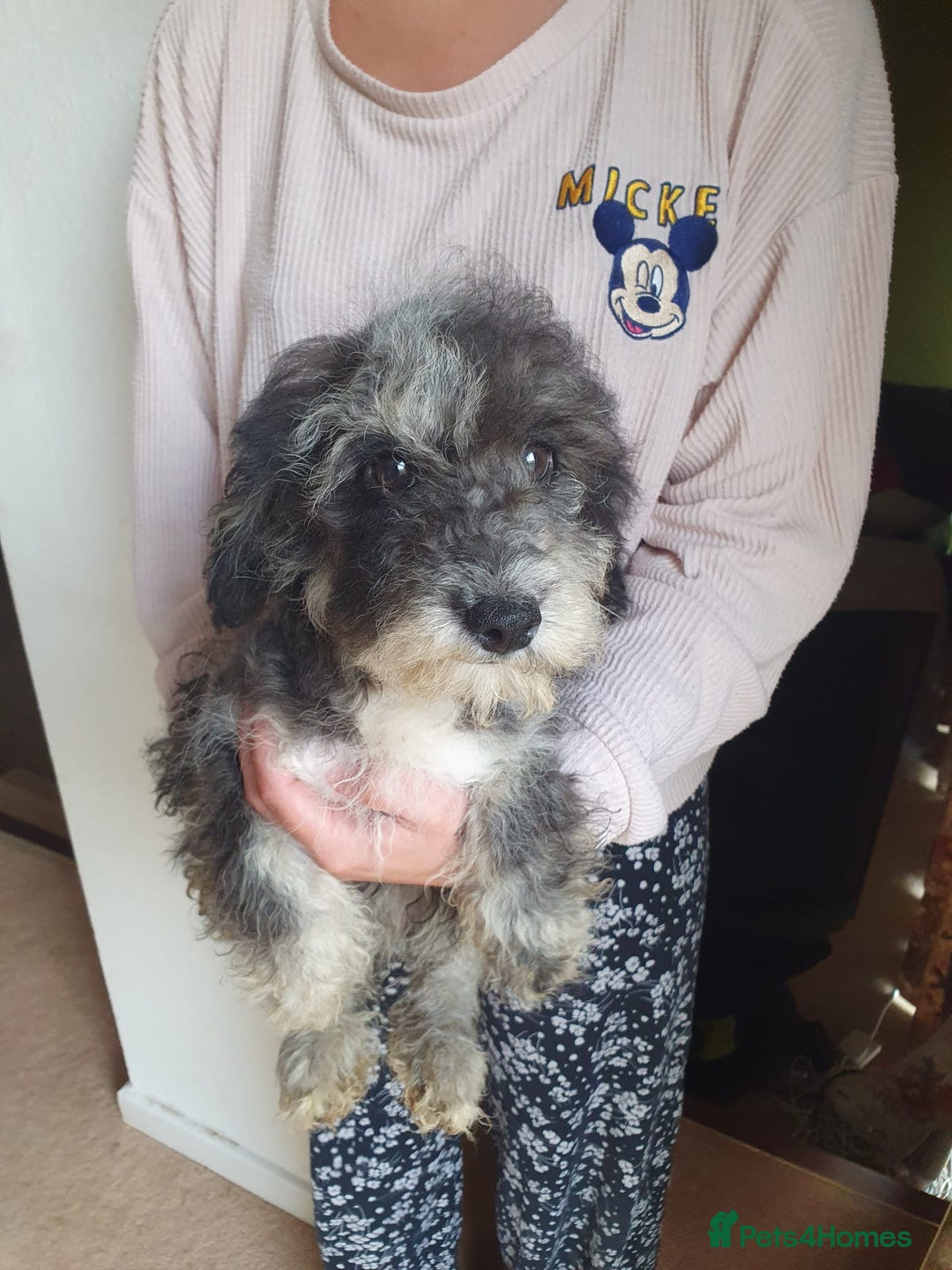 Goldendoodle dogs for sale: 🐶 Stunning goldendoodle puppies 🐶 - Image 9