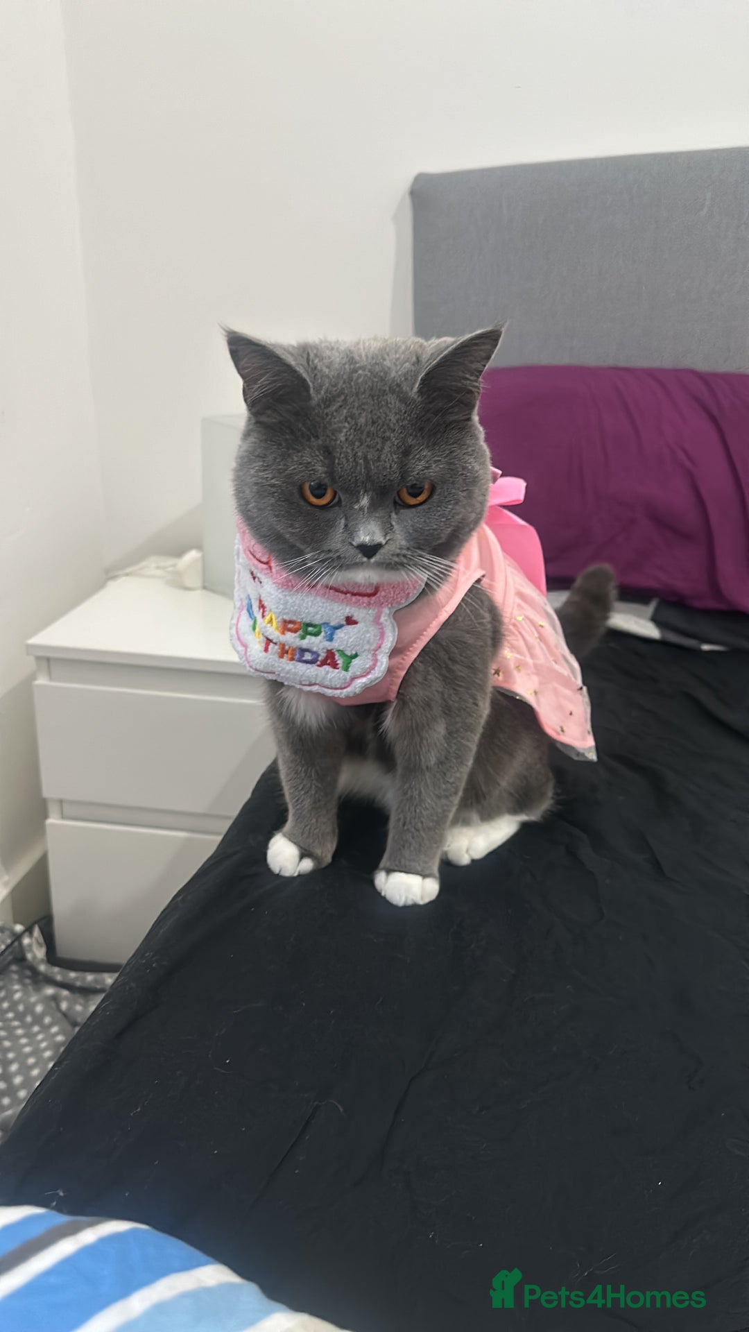 British Shorthair cats for sale: 1 year old Phoebe  - Image 1