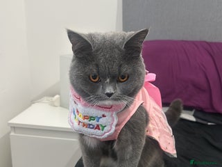 British Shorthair cats - Advert 25