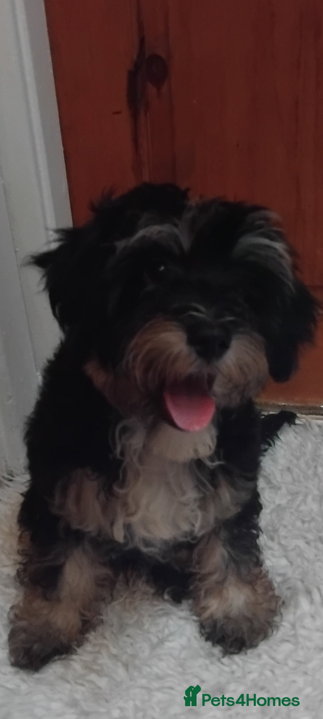 Maltipoo dogs for sale: Maltipoo puppies for sale  - Advert 2