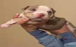 American Bully dogs for sale: Beautiful litter of pocket bullies  - Image 1