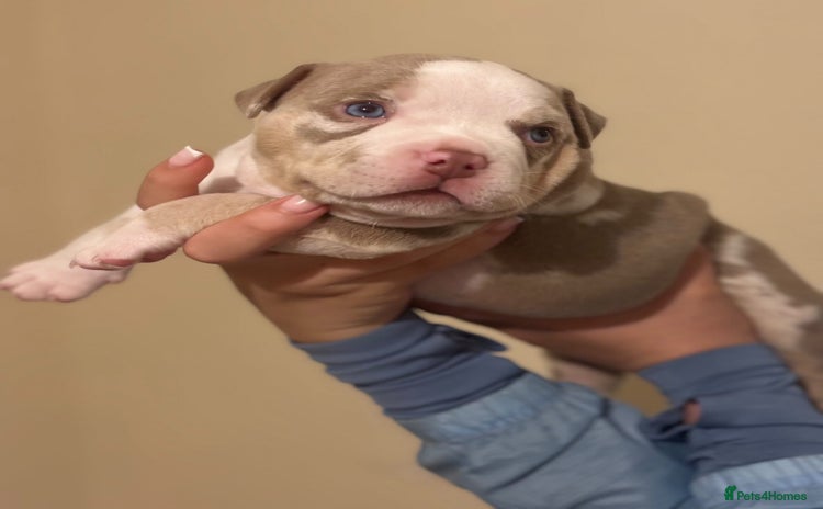 American Bully dogs - Advert 4