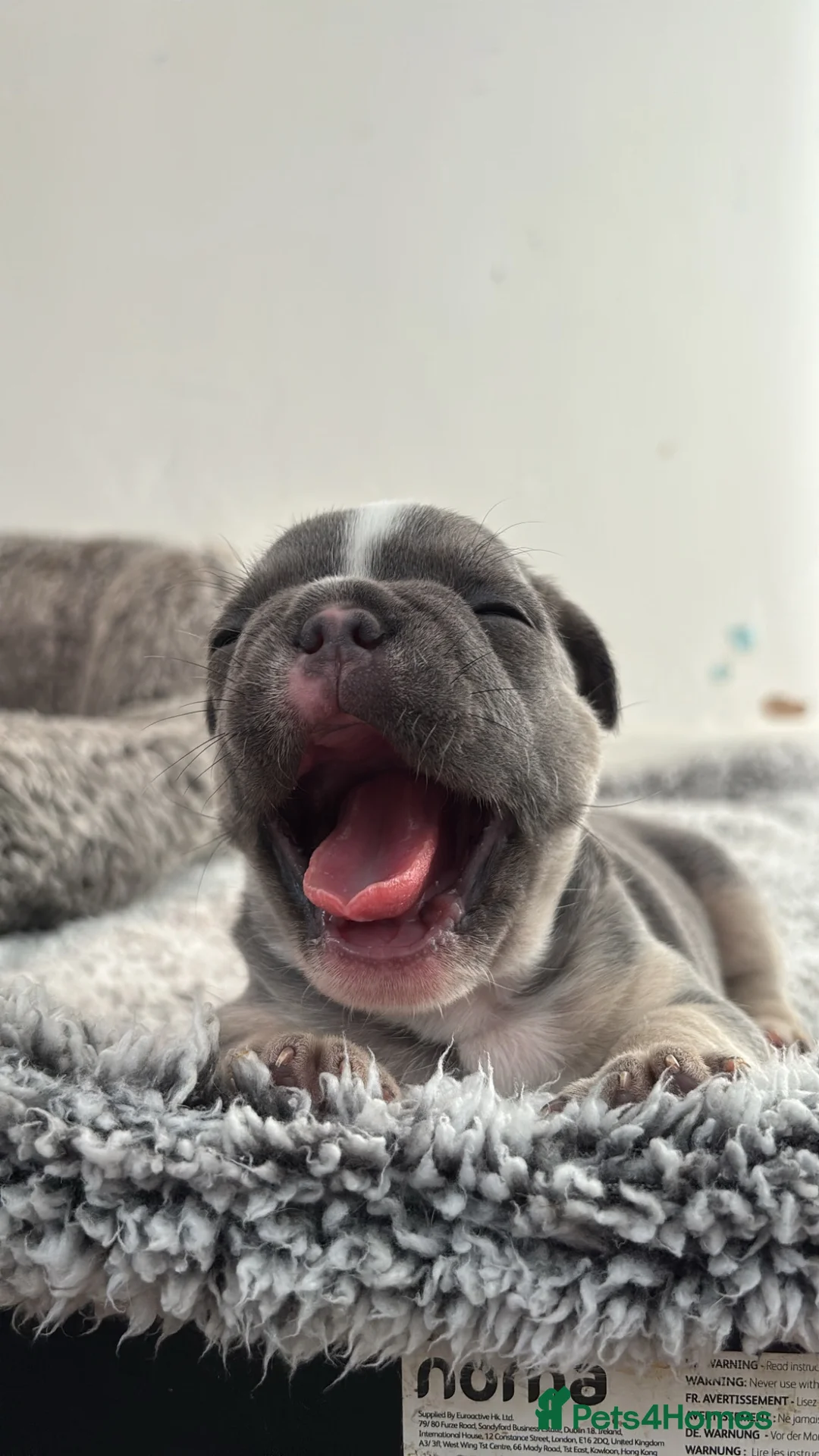 French Bulldog dogs for sale: Gorgeous french bulldog female puppy 4 weeks old. - Advert 2