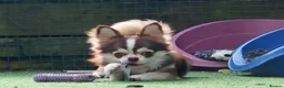 Chihuahua dogs for sale: Beautiful Chocolate/White Husky Marked Chihuahua - Advert 2