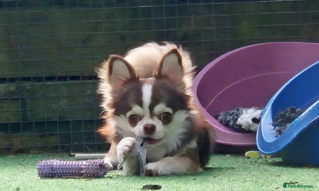 Chihuahua dogs for sale: Beautiful Chocolate/White Husky Marked Chihuahua - Advert 2