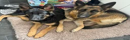 German Shepherd dogs for sale: 2 young beautiful German shepherd pups  - Advert 24