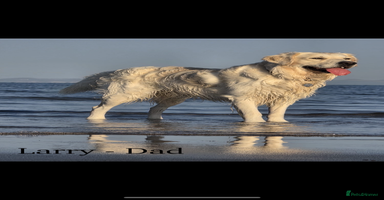 Goldador dogs - Advert 2