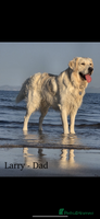 Goldador dogs - Advert 4