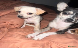 Mixed Breed dogs for sale: 2 Beautiful chihuahua boys needing a loving home  - Advert 8
