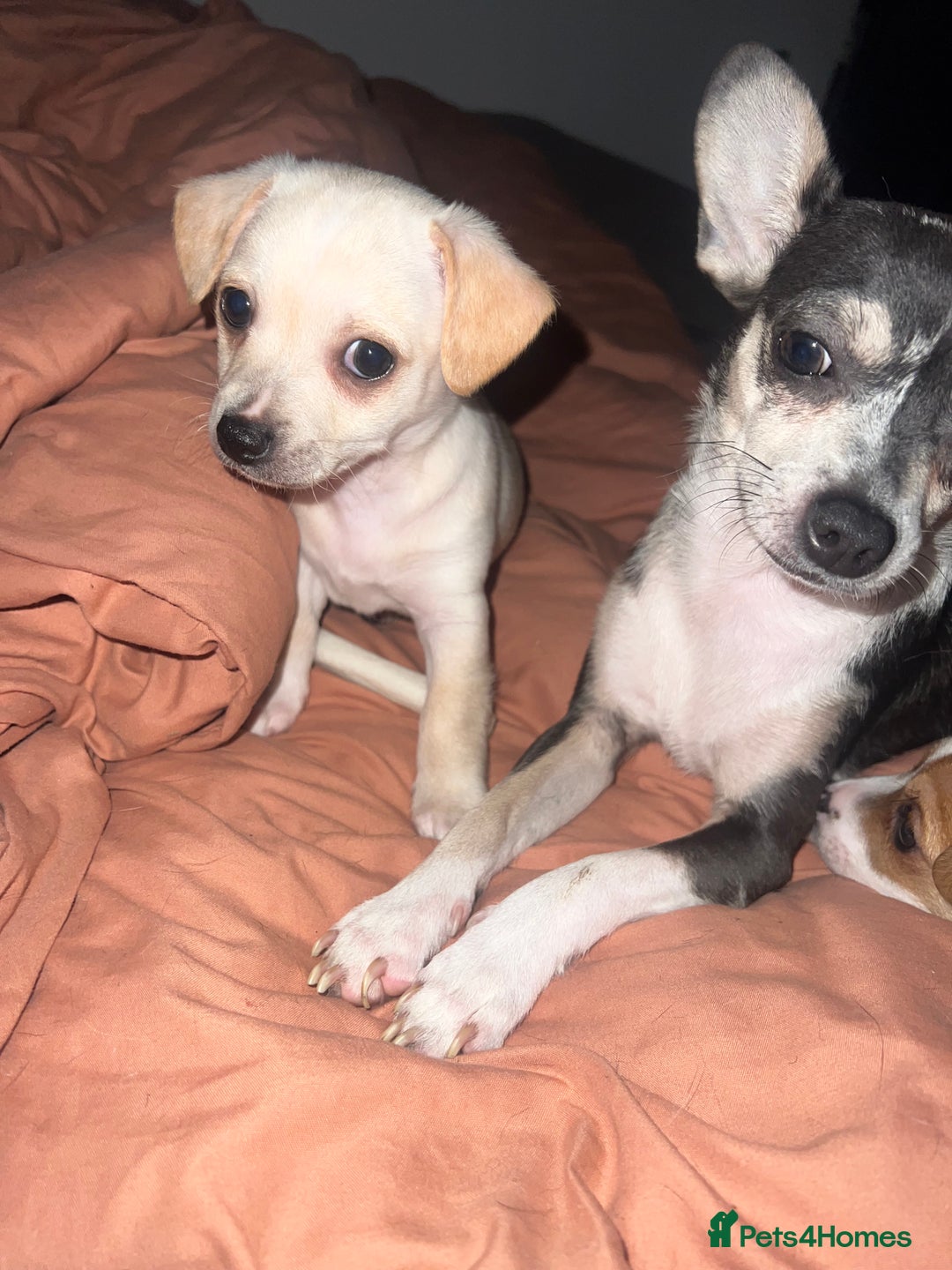 Mixed Breed dogs for sale: 2 Beautiful chihuahua boys needing a loving home  - Advert 8