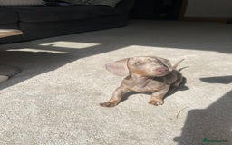 Miniature Dachshund dogs for sale: Female miniature dachshund - Image 6