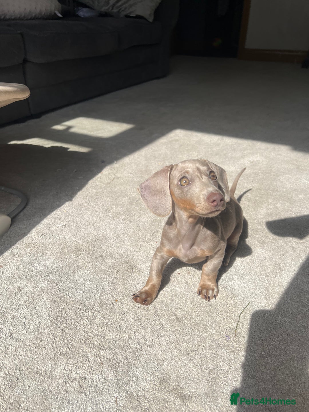 Miniature Dachshund dogs for sale: Female miniature dachshund - Image 6