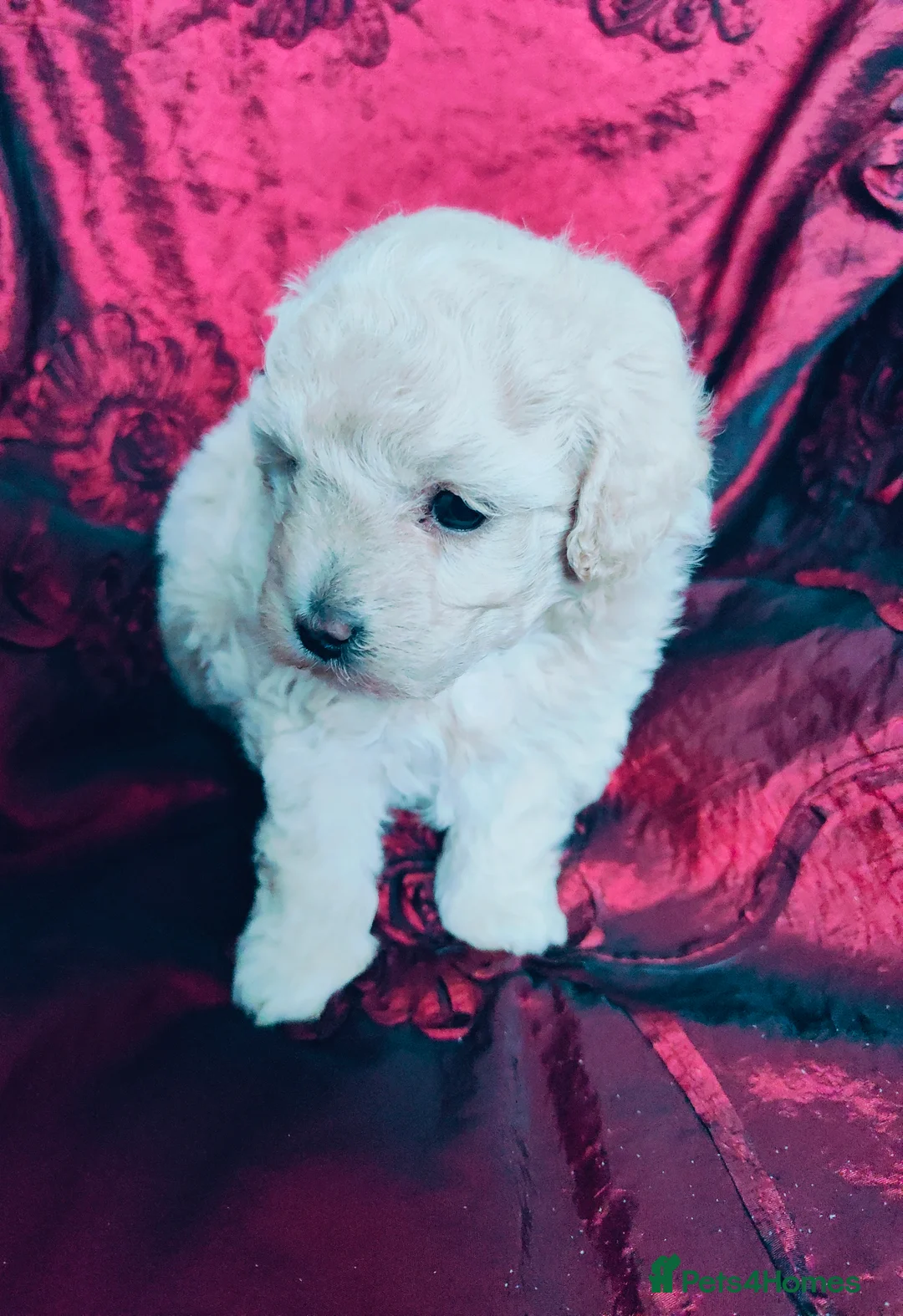 Cavapoo dogs for sale: Adorable Cavapoo Girl Cream/White, Ready soon  - Advert 1