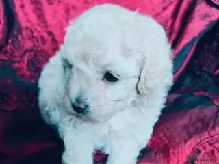 Cavapoo dogs Adorable Cavapoo Girl Cream/White, Ready soon - Advert 10