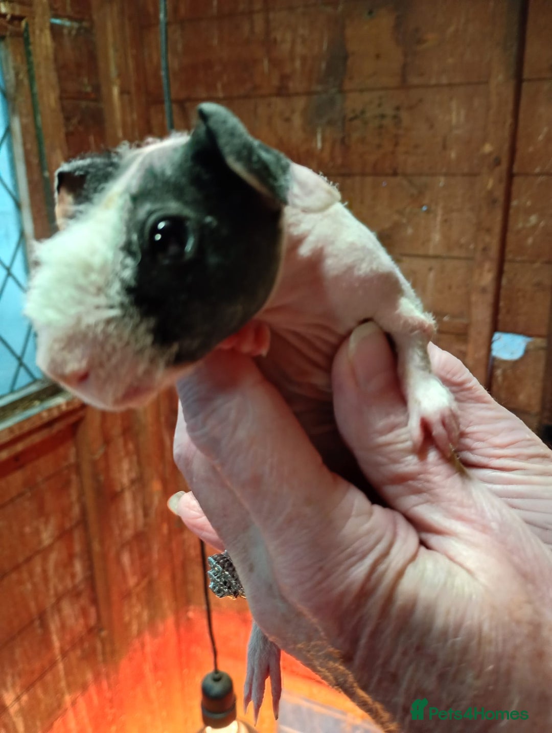 Guinea Pig rodents for sale: Baby skinny Pigs - Advert 2