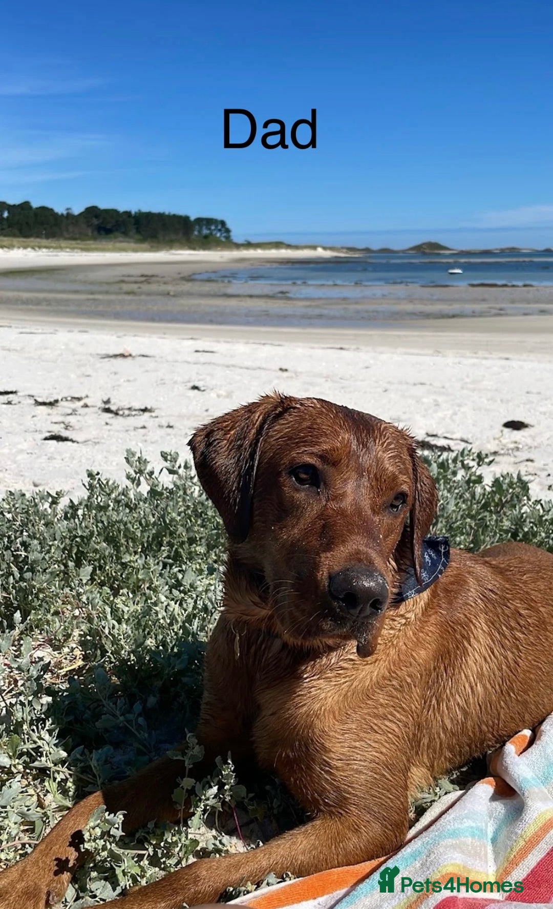 Labrador Retriever dogs for sale: Labrador puppy’s  - Advert 7