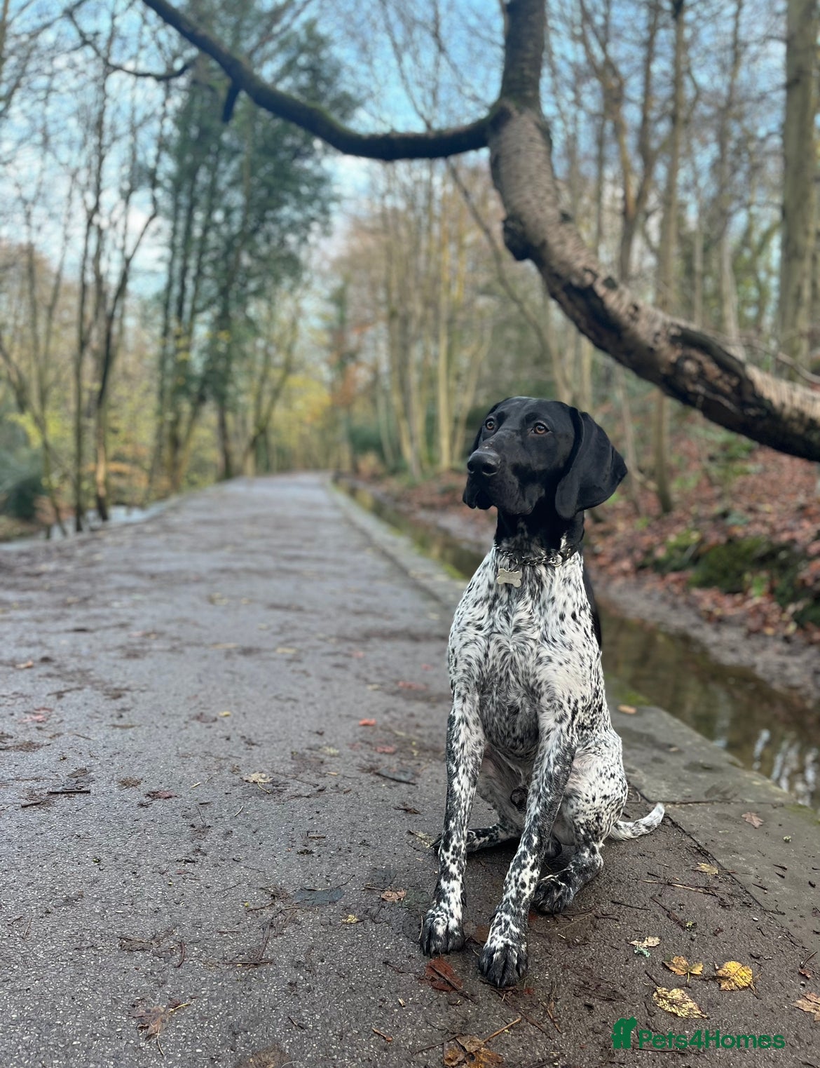 German Shorthaired Pointer dogs PROVEN German Shorthaired Pointer for stud in Retford - Advert 1