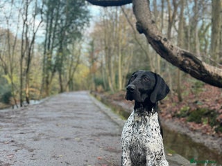 German Shorthaired Pointer dogs PROVEN German Shorthaired Pointer for stud in Retford - Advert 1