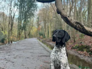 German Shorthaired Pointer dogs PROVEN German Shorthaired Pointer for stud in Retford - Advert 3