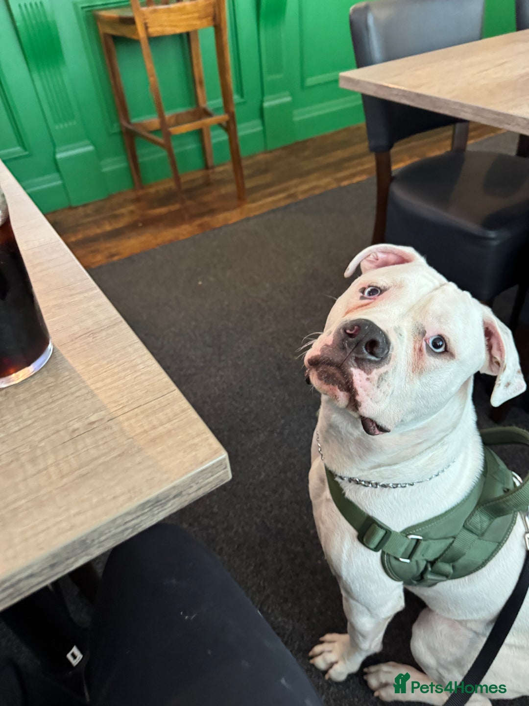 American Bulldog dogs for sale: Male bulldog - Image 6