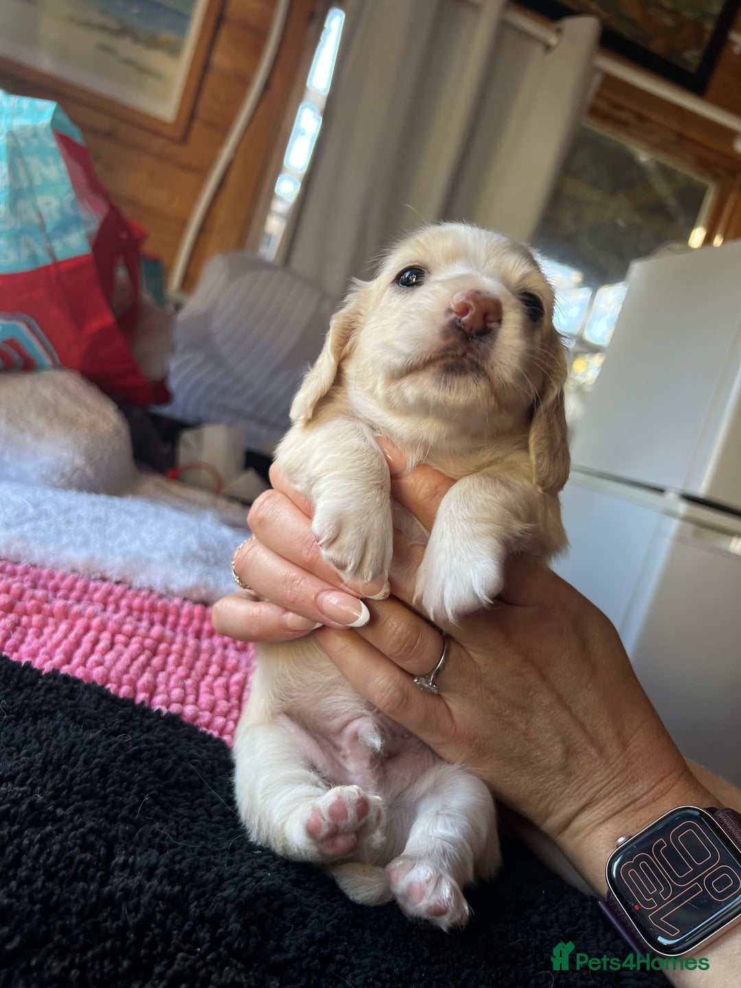 Dachshund dogs for sale:  Cream long haired miniature Dachshund - Image 25