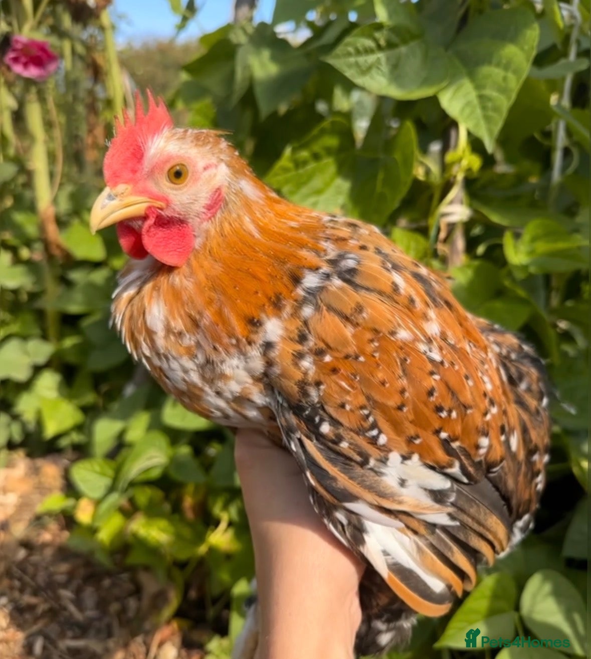Chickens poultry Beautiful Pekin Bantam looking for home  - Advert 2