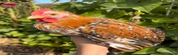 Chickens poultry for sale: Beautiful Pekin Bantam looking for home  - Advert 1