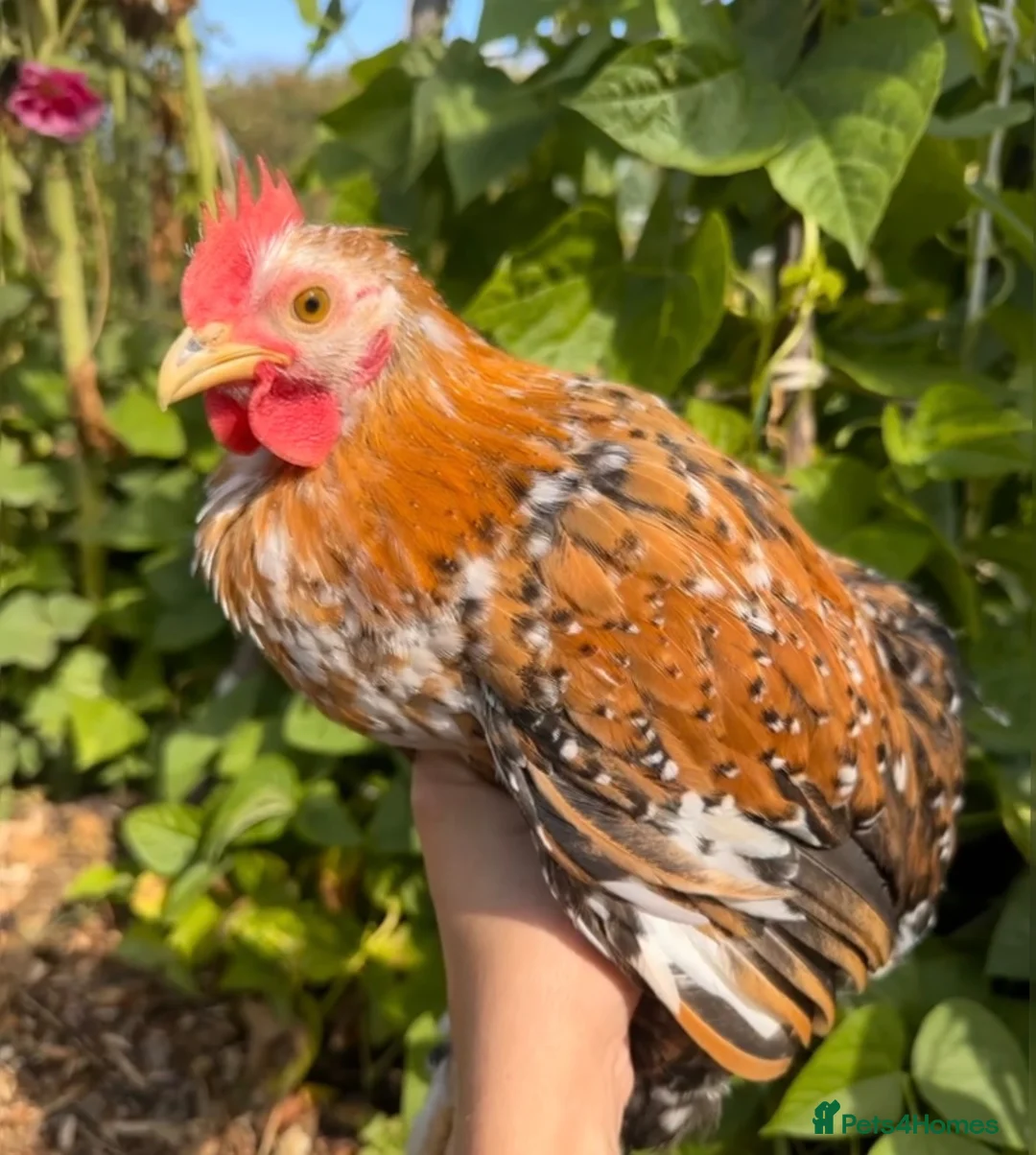 Chickens poultry for sale: Beautiful Pekin Bantam looking for home  - Advert 1