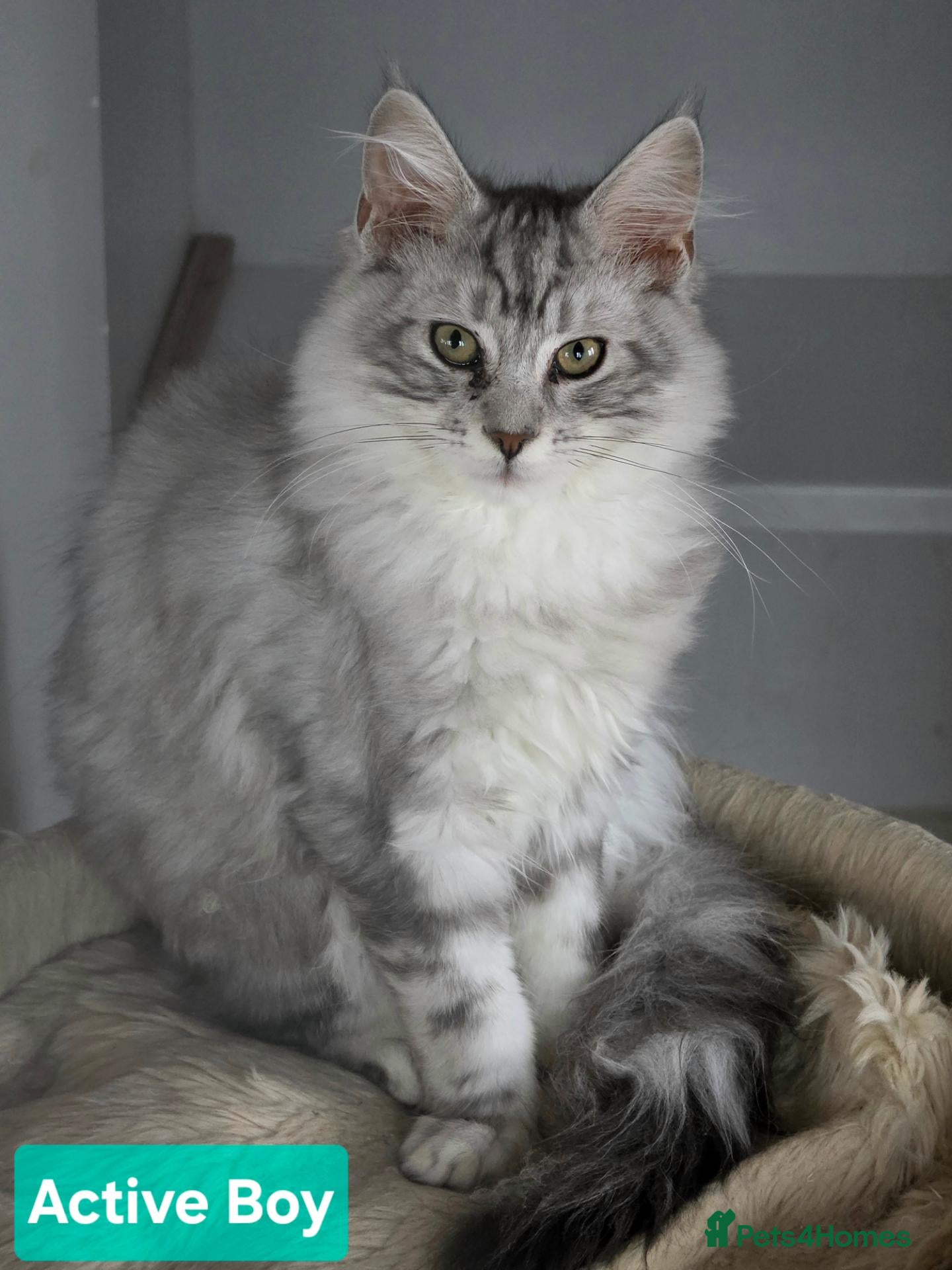 Maine Coon cats for sale: BEAUTIFUL MAINE COON KITTENS, POLY AND NON POLY  - Advert 1