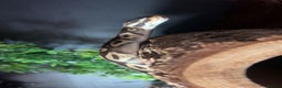 Python Snake reptiles for sale: Adult Ball Python - Advert 2