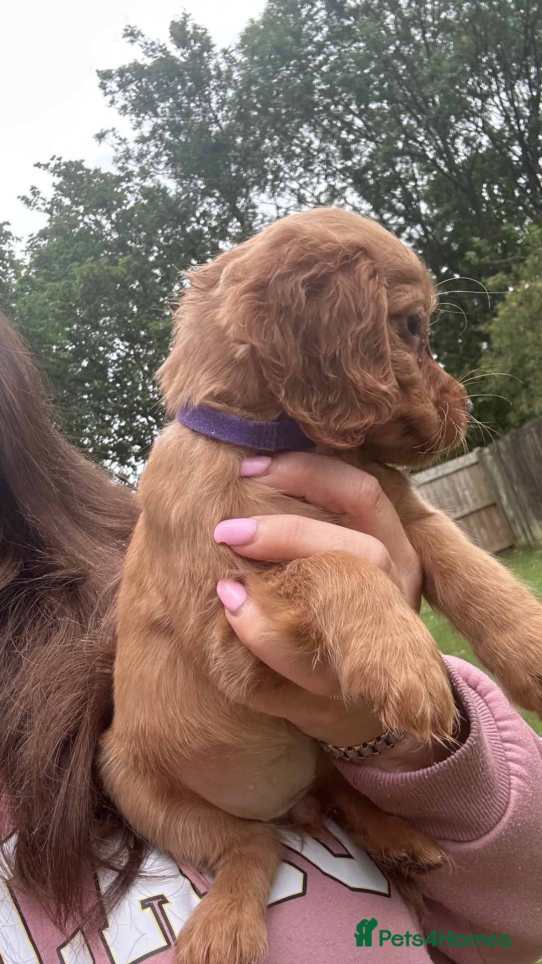 Cocker Spaniel dogs for sale: KC registered Red Cocker Spaniel Pups  - Image 19
