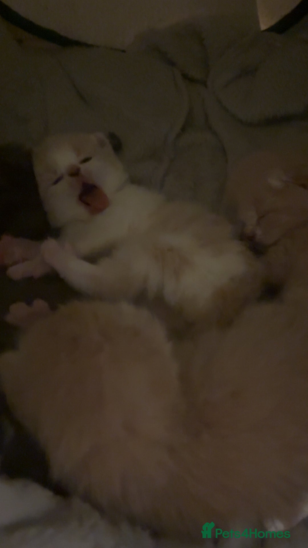 Mixed Breed cats for sale: Sphynx Varient Kittens - Advert 6