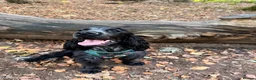 Cocker Spaniel dogs for sale: Brody  - Advert 2