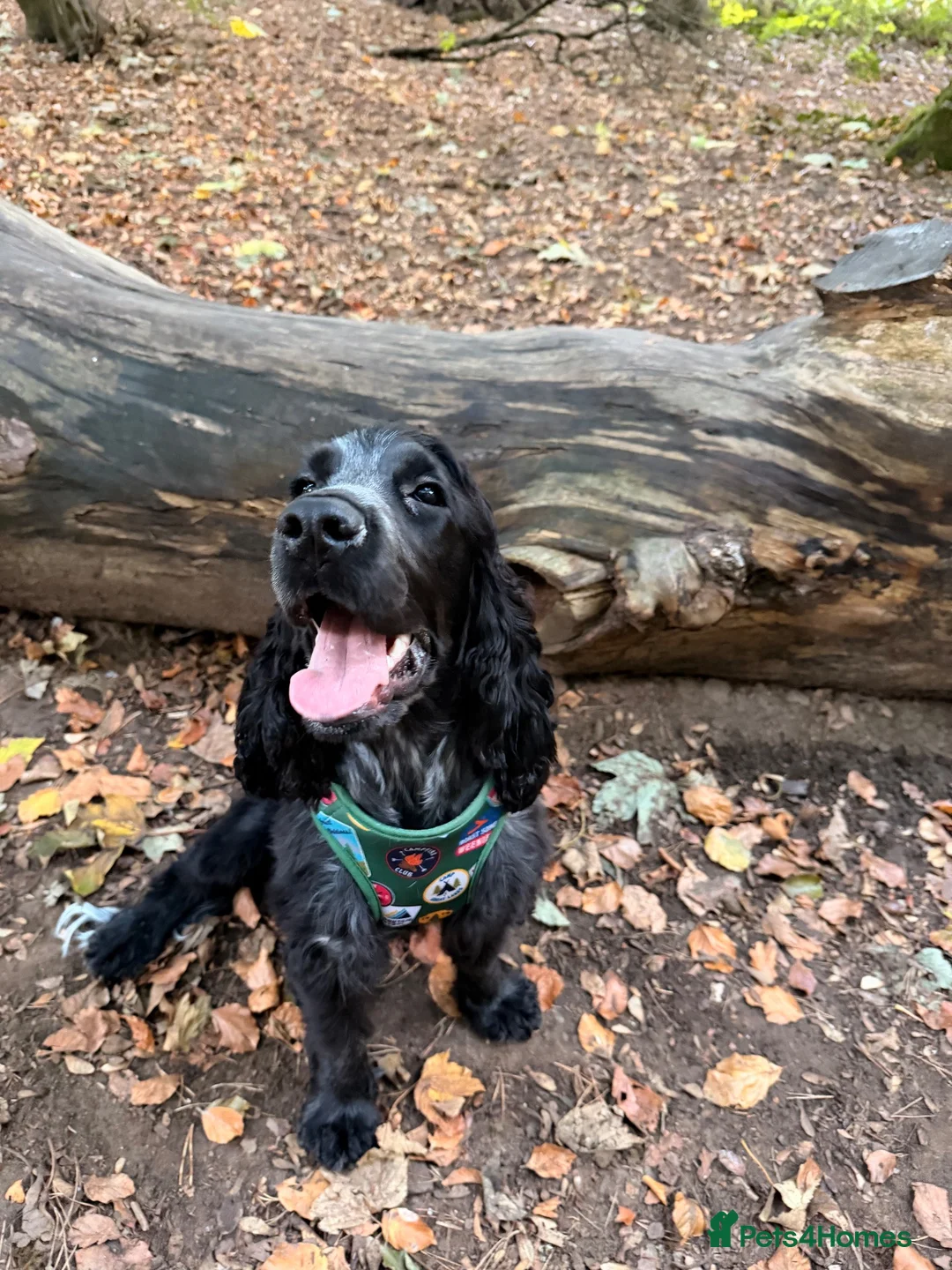 Cocker Spaniel dogs for sale: Brody  - Advert 2
