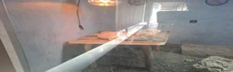 Bearded Dragon reptiles for sale:  2 Male bearded dragon + 1 female dragon  - Advert 8