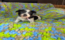 Biewer Terrier dogs for sale: Pure breed Biewer Terrier puppies 4 Generation  - Image 16