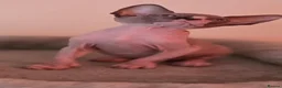 Sphynx cats for sale: Adorable Sphynx Kittens – 2 Males & 1 Female  - Advert 15