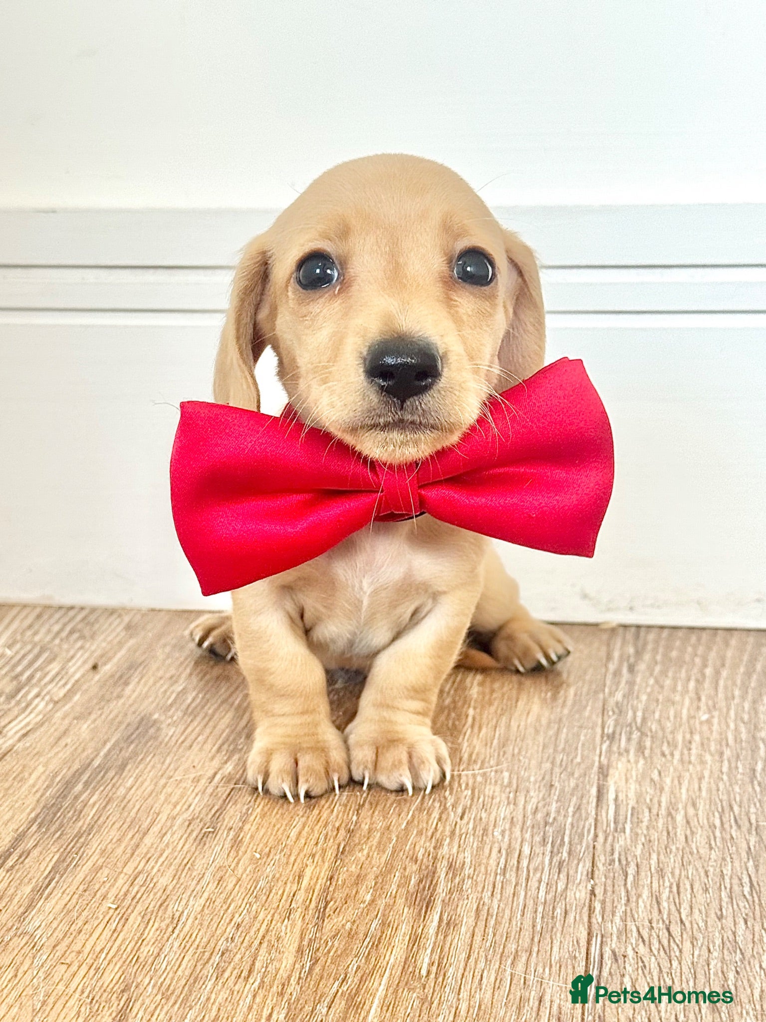 Miniature Dachshund dogs Long/smooth haired cream/Red Mini Dachshund pups - Advert 1