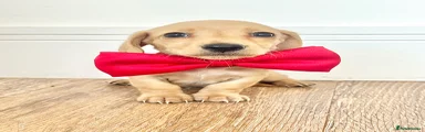 Miniature Dachshund 3