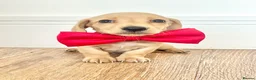 Miniature Dachshund dogs for sale: Long/smooth haired cream/Red Mini Dachshund pups - Advert 13
