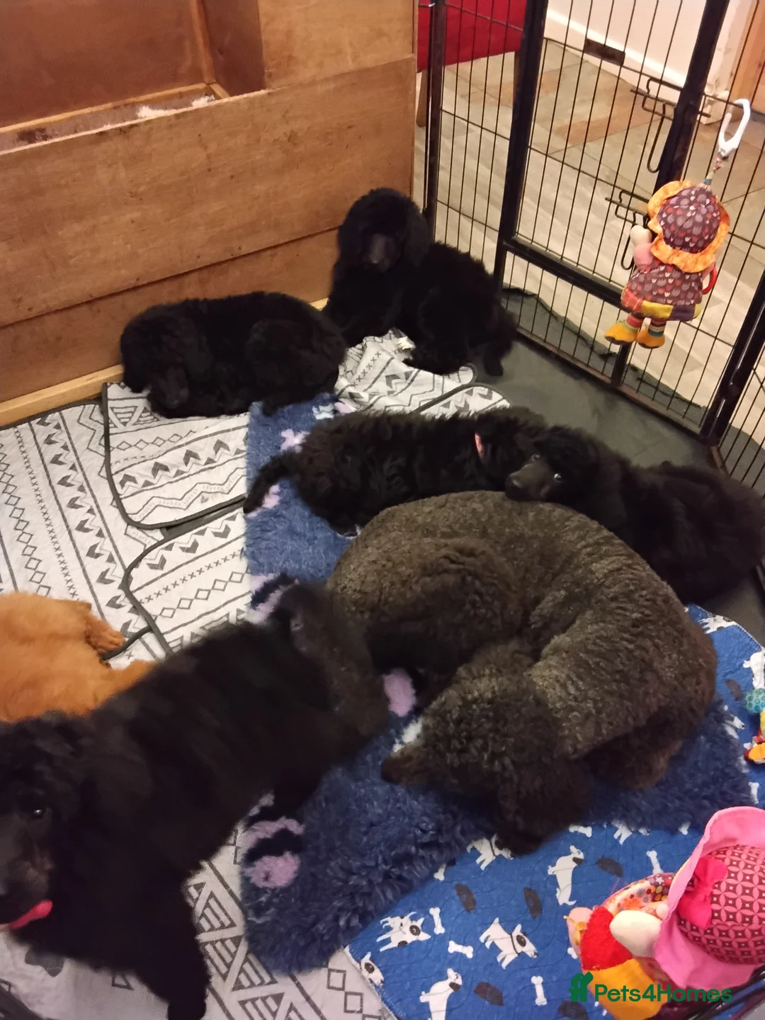 Standard Poodle dogs for sale: Beautiful blue kc reg standard poodle puppies - Advert 11