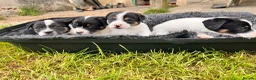 Jack Russell dogs for sale: 3 Jack Russell Boys - Advert 3
