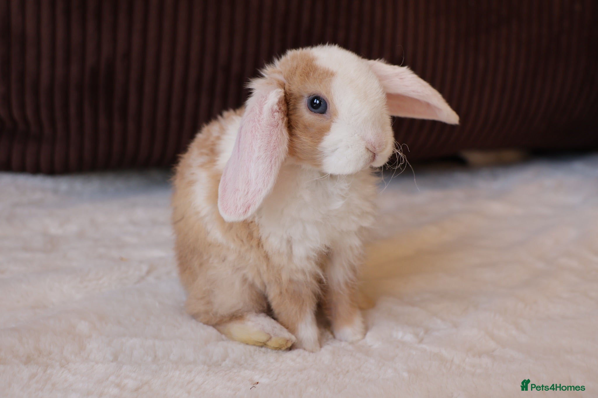 Mini Lop rabbits Mini Plush Lop & Mini Rex Doe 🐰 - Advert 2