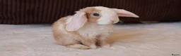 Mini Lop rabbits for sale: Mini Plush Lop & Mini Rex Doe 🐰 - Advert 2